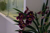 Theke und Vitrine